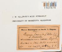 Bryoerythrophyllum recurvirostrum image