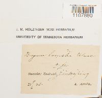 Bryoerythrophyllum recurvirostrum image