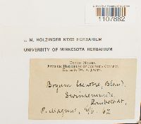 Bryoerythrophyllum recurvirostrum image