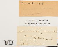 thumbnail image of current specimen