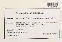 Bryohaplocladium microphyllum image