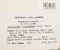 Media resource of Haplocladium virginianum