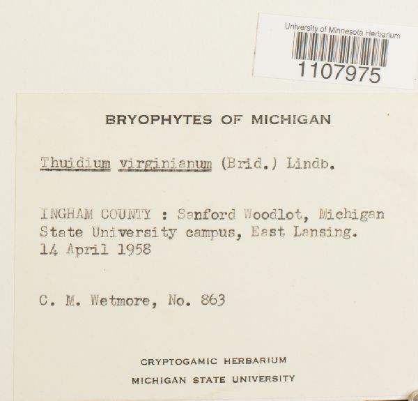 Bryohaplocladium virginianum image