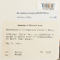 Bryoxiphium norvegicum image