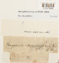 Bryoxiphium norvegicum image