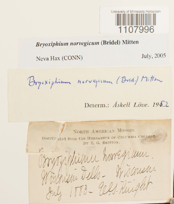 Bryoxiphium norvegicum image