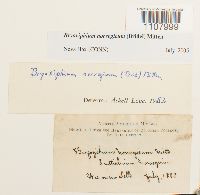 Bryoxiphium norvegicum image