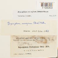 Bryoxiphium norvegicum image