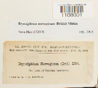 Bryoxiphium norvegicum image