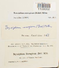 Bryoxiphium norvegicum image