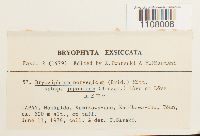 Bryoxiphium norvegicum image