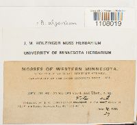 Media resource of Bryum algovicum