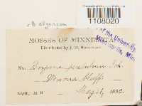 Ptychostomum pendulum image