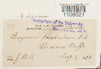 Ptychostomum pendulum image