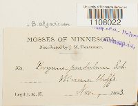 Ptychostomum pendulum image