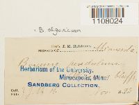 Ptychostomum pendulum image