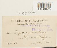 Ptychostomum pendulum image