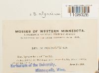 Ptychostomum pendulum image