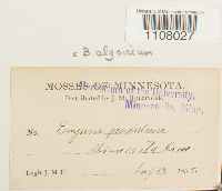 Ptychostomum pendulum image