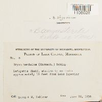 Ptychostomum pendulum image