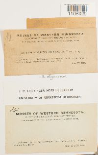 Ptychostomum pendulum image