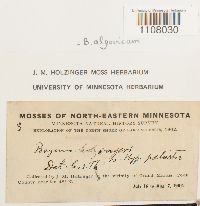 Ptychostomum pendulum image