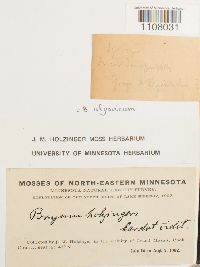 Ptychostomum pendulum image