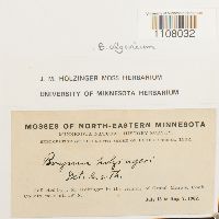 Ptychostomum pendulum image