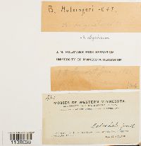 Ptychostomum pendulum image