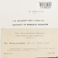 Ptychostomum pendulum image