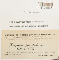 Ptychostomum pendulum image