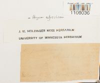 Ptychostomum pendulum image