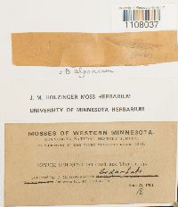 Ptychostomum pendulum image