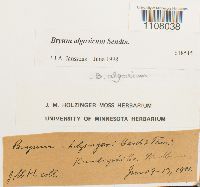 Ptychostomum pendulum image