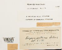 Ptychostomum pendulum image