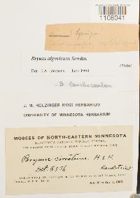 Ptychostomum pendulum image