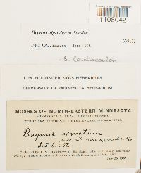 Ptychostomum pendulum image