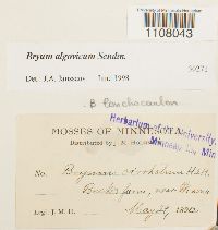 Ptychostomum pendulum image