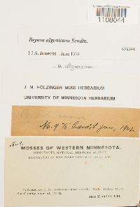 Ptychostomum pendulum image