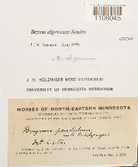 Ptychostomum pendulum image