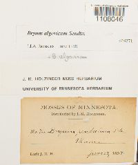 Ptychostomum pendulum image