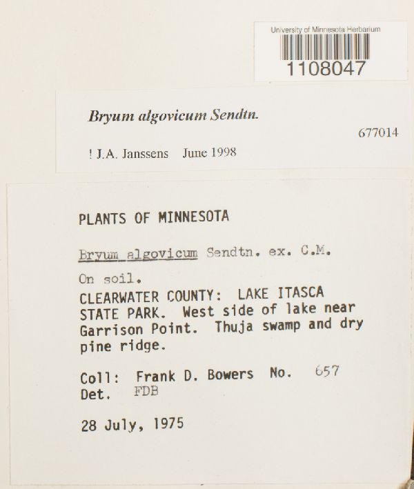 Ptychostomum pendulum image