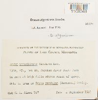 Ptychostomum pendulum image