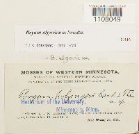 Ptychostomum pendulum image