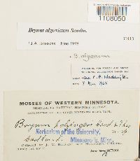 Ptychostomum pendulum image