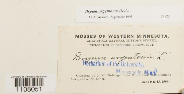 Bryum argenteum image