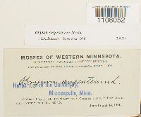 Bryum argenteum image