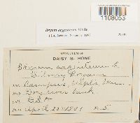 Bryum argenteum image