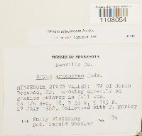 Bryum argenteum image