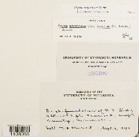 Bryum argenteum image